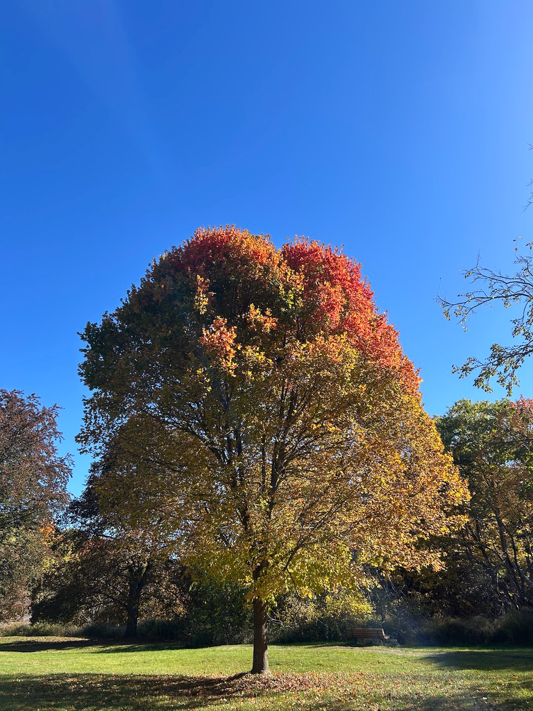 Autumn tree in the park