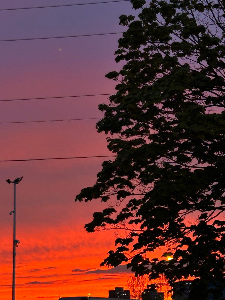 Fiery red and purple sunset behind a tree