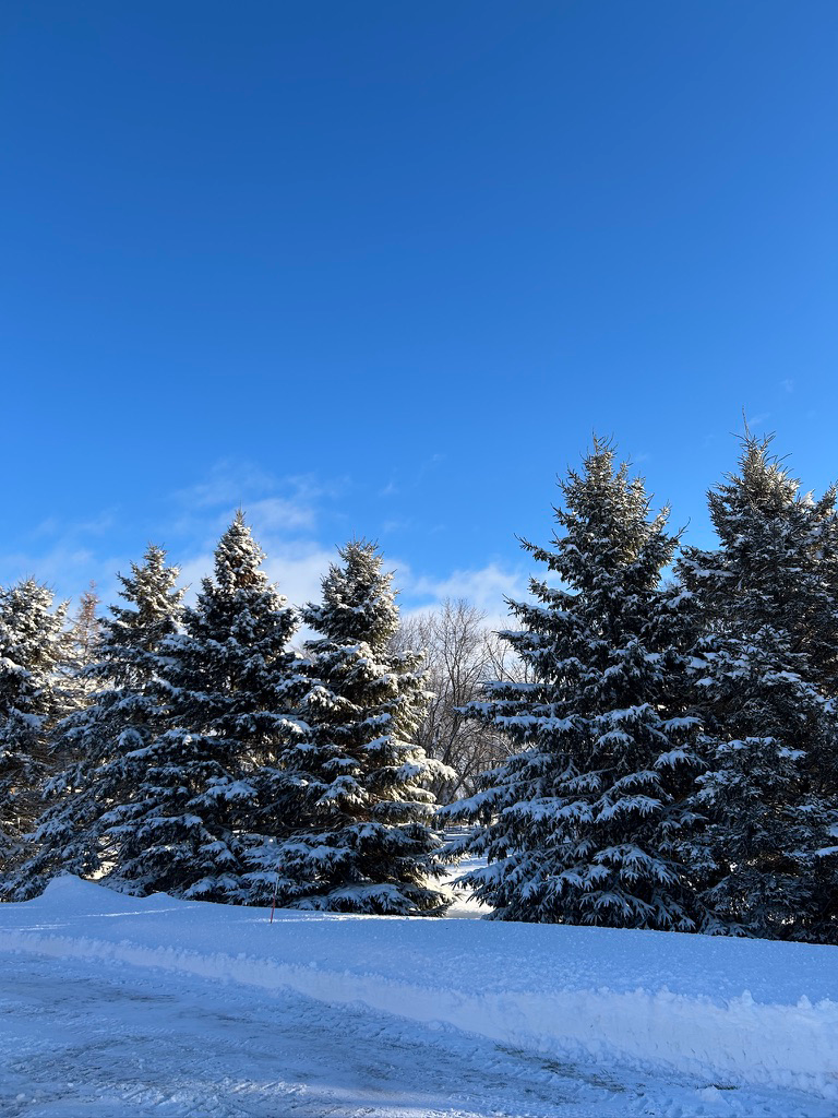 Snow-covered pines under a clear blue sky